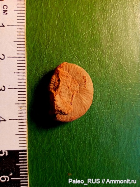 аммониты, головоногие моллюски, нижняя юра, Grammoceras, тоарский век, Grammoceras sp