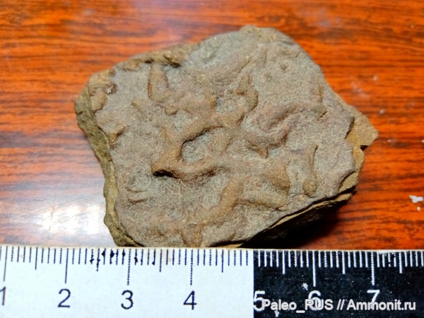 нижняя юра, ихнофоссилии, тоарский век, Gelmintoides