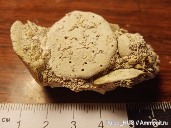 палеоген, нуммулиты, Nummulites distans