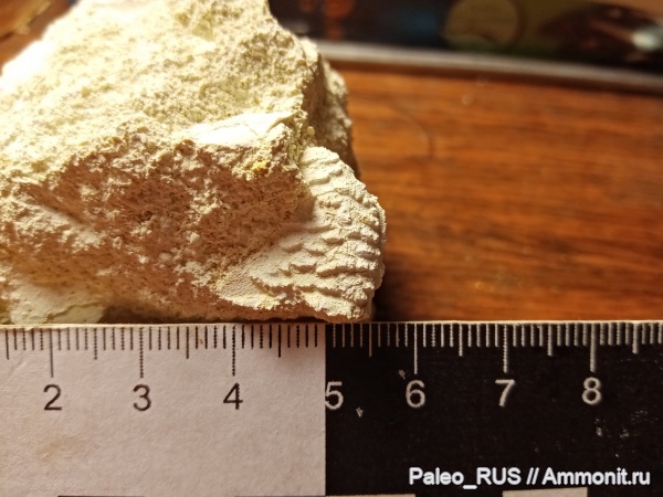 палеоген, крабы, Lophoranina