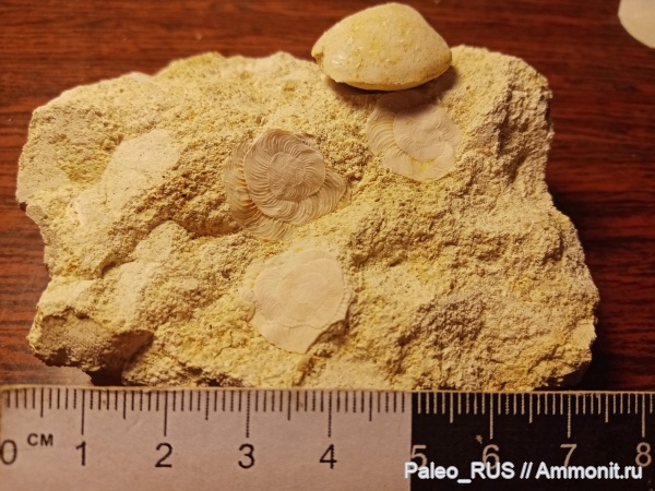 брахиоподы, палеоген, Nummulites, нуммулиты