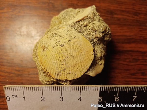 палеоген, двустворчатые моллюски, средний эоцен, Variamussium