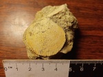 Раковина ископаемого двустворчатого моллюска Variamussium sp.