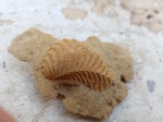 Ископаемый двустворчатый моллюск Linotrigonia sp