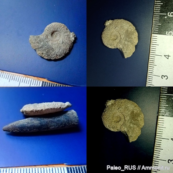 аммониты, оксфорд, мезозой, средняя юра, верхняя юра, scarburgiceras