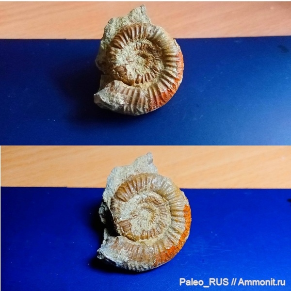 аммониты, головоногие моллюски, мезозой, верхняя юра, Properisphinctes