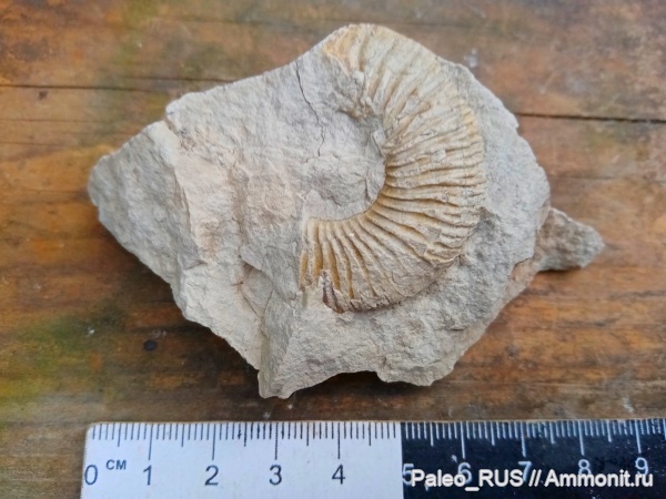 аммониты, мезозой, нижний мел, берриас, Pseudosubplanites