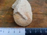 Аммонит Delphinella tresanensis