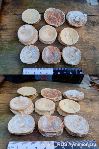 палеоген, акулы, Казахстан, кайнозой, позвонки, Lyrolepis