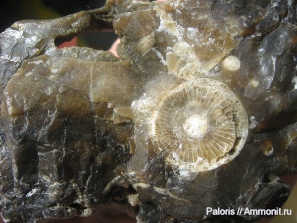 карбон, Tetracorallia, Rugosa