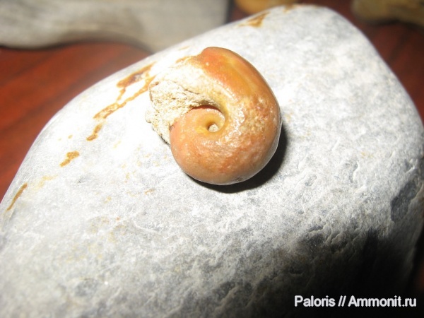 карбон, Bellerophon