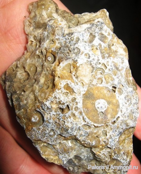 морские лилии, карбон, криноидеи