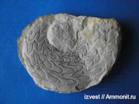 средний карбон, Artinskia