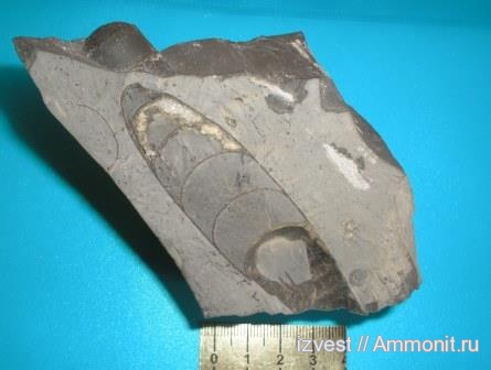 головоногие моллюски, средний карбон