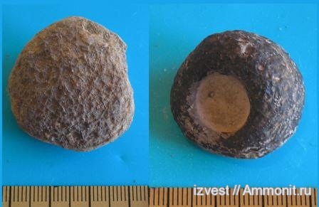 средний карбон