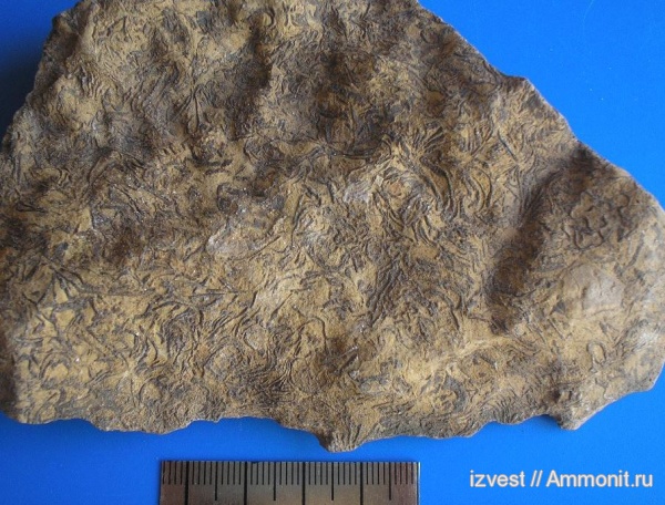 губки, средний карбон