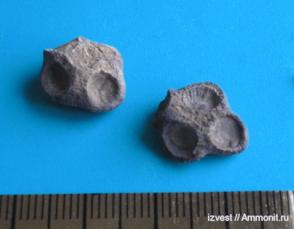 Palaeacis, средний карбон, Tabulata