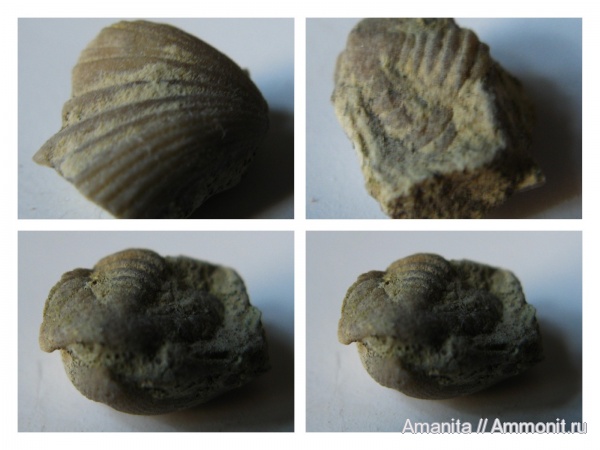 трилобиты, ордовик, Scopelochasmops wrangeli, Клясино, грязновская свита, Ordovician