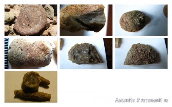 ордовик, мшанки, Клясино, грязновская свита, Ordovician