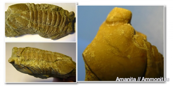 трилобиты, Asaphus, Asaphus cornutus, средний ордовик