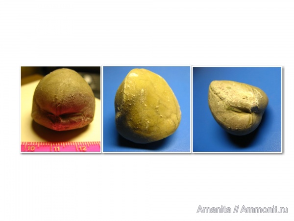 brachiopoda, средний ордовик, Porambonites