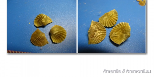 brachiopoda, средний ордовик