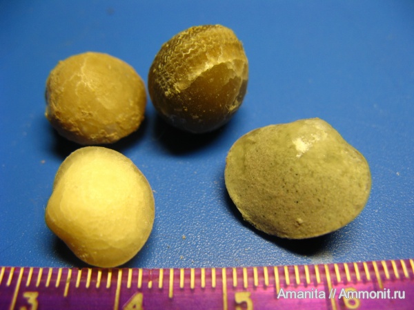 brachiopoda, средний ордовик, Porambonites, Lycophoria, lycophoria nucella