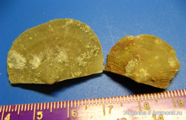 brachiopoda, средний ордовик, Antigonambonites