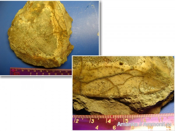 ордовик, Trilobita, Ordovician