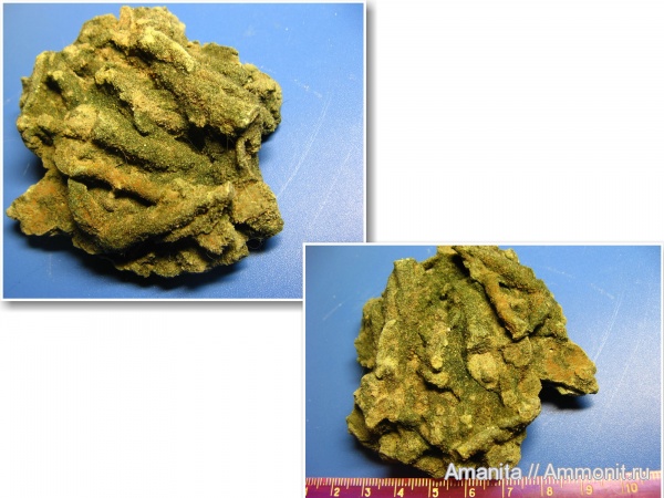 ихнофоссилии, латорпский горизонт