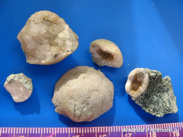 ордовик, brachiopoda, Ordovician