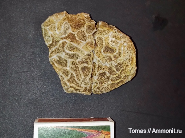 Белорусские окаменелости