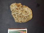 Коралл трубчато-цепочечный Halysitida