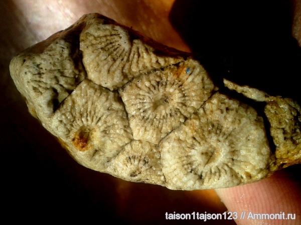 Lithostrotion, Rugosa