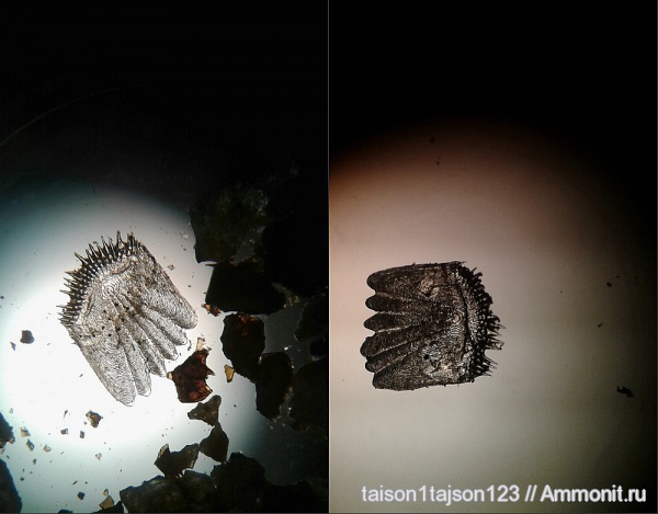 неоген, рыбы, чешуя, fish