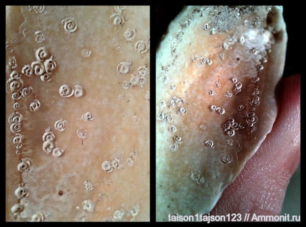 двустворчатые моллюски, кольчатые черви, Spirorbis