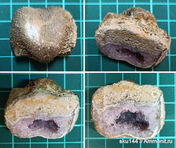 пермь, Productida, Солигалич, Аметист