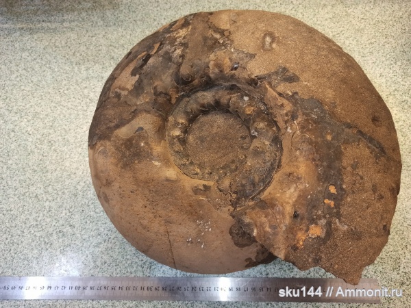 аммониты, фосфориты, Ammonites, Euryptychites