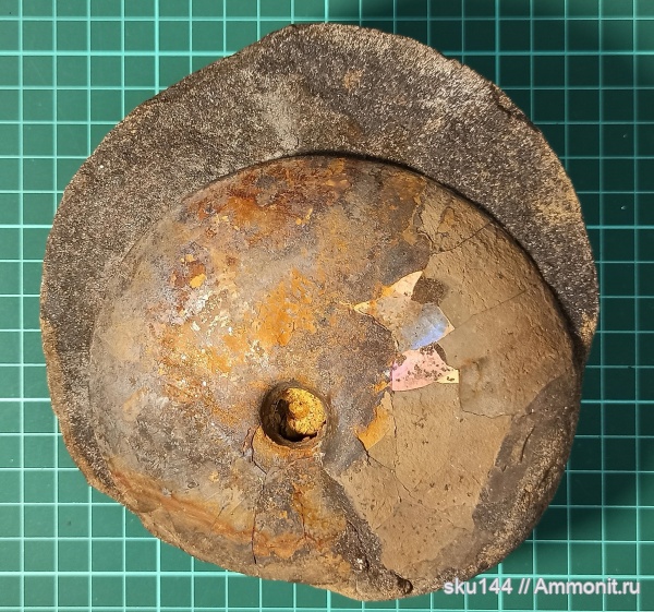 аммониты, фосфориты, Ammonites