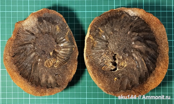аммониты, Polyptychites, фосфориты, Ammonites