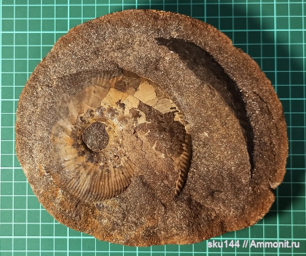 аммониты, фосфориты, Ammonites