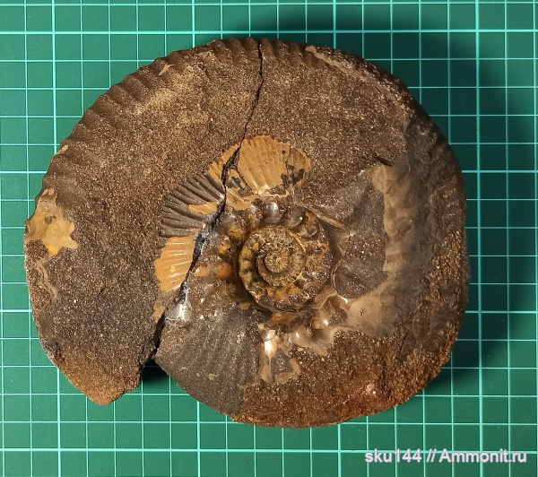 аммониты, фосфориты, Ammonites