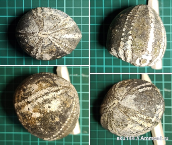 морские ежи, Великобритания