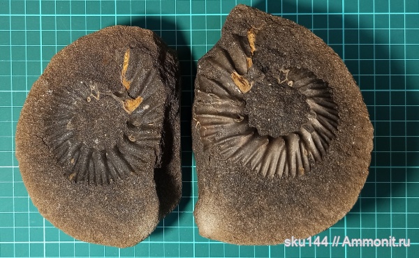 аммониты, фосфориты, Ammonites