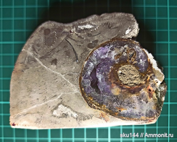 пермь, казанский ярус, Nautilida, Солигалич