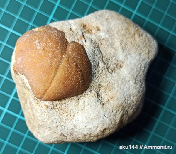 Choristites, песчаный карьер