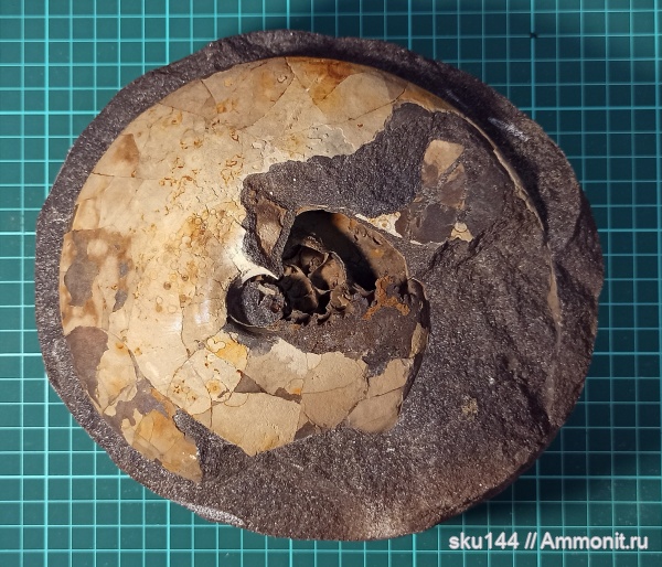 аммониты, фосфориты, Ammonites