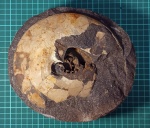 Аммонит из морены