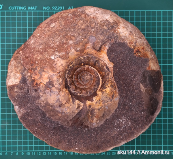аммониты, фосфориты, Ammonites