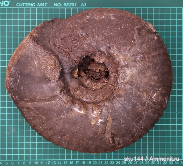 аммониты, фосфориты, Ammonites